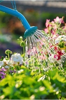 watering can