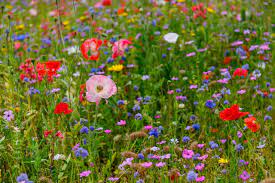 Wildflower Meadow