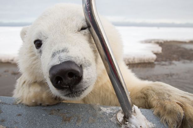 more polar bears