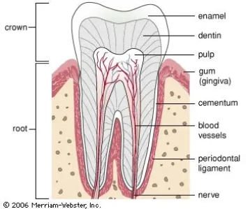 labelled tooth newspaper