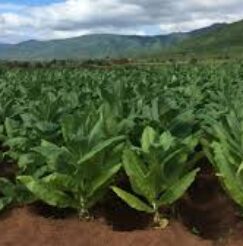 tobacco fields