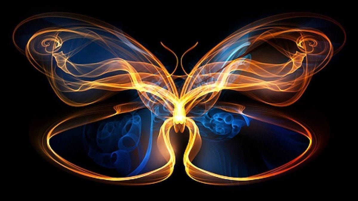 butterfly image butterfly image